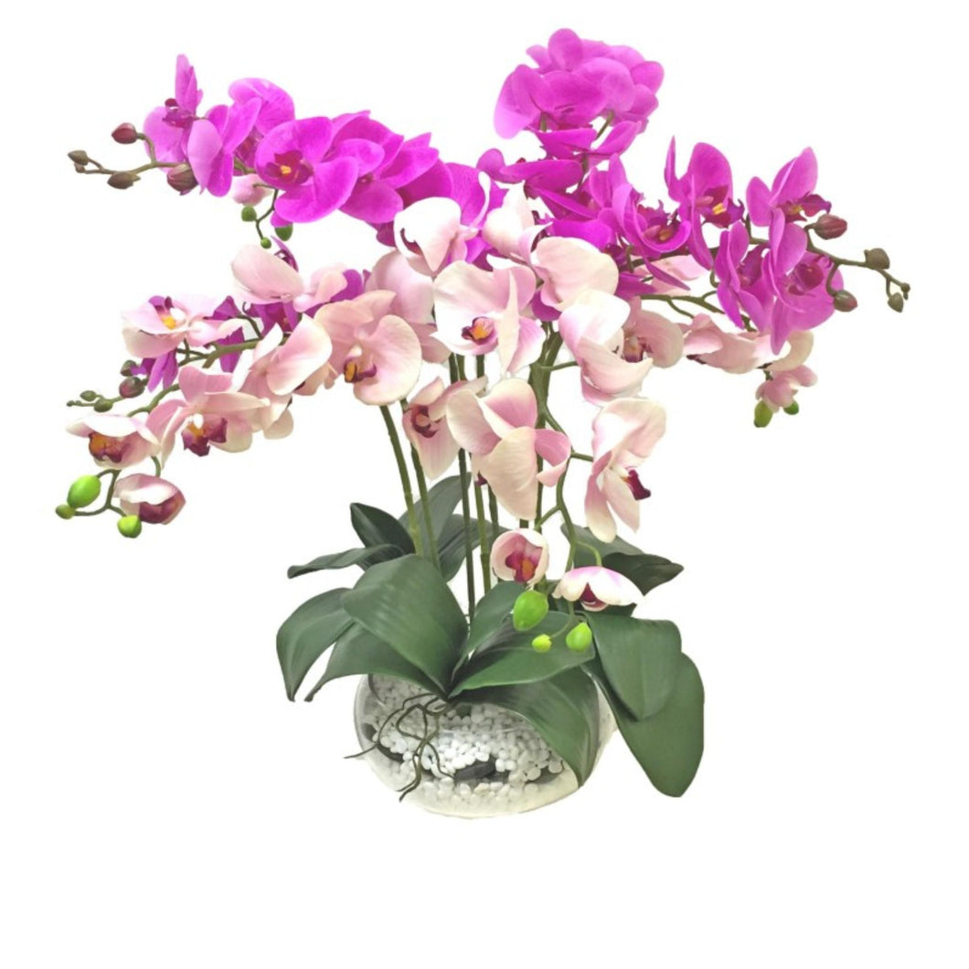 Orchid Love